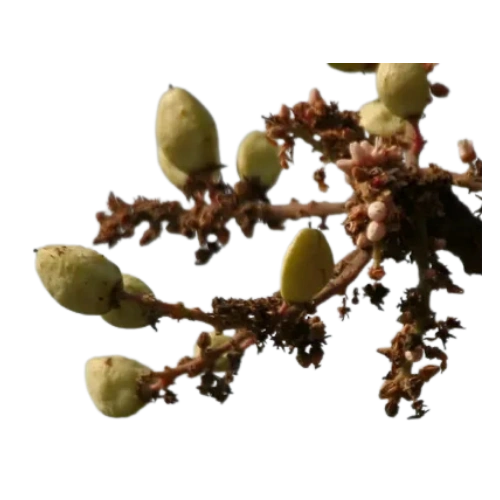 Boswellia-ekstrakt